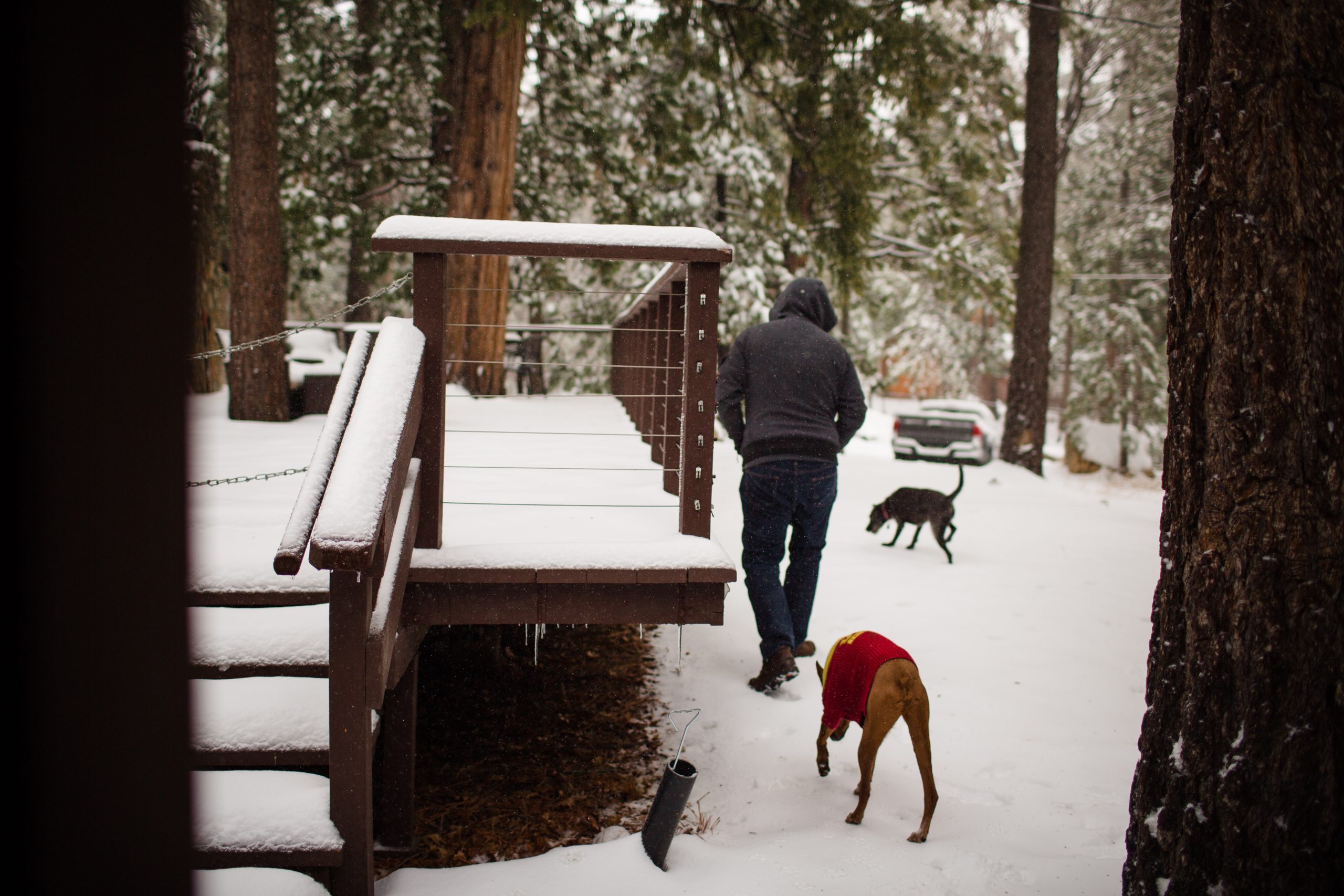 Man Walking in Snow with Dogs Next to Cabin