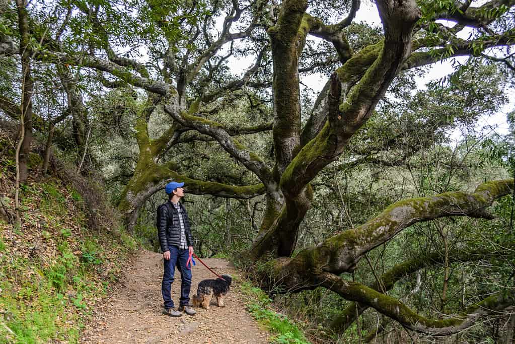 Man walking a dog through a forest in Oakland, California