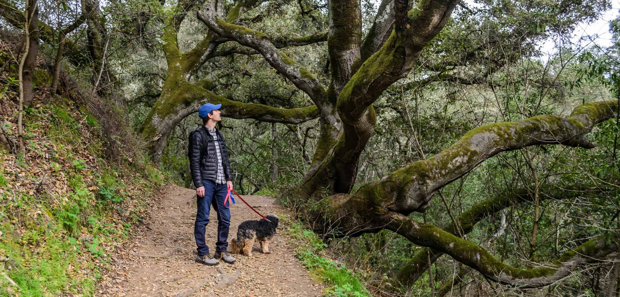 Man walking a dog through a forest in Oakland, California