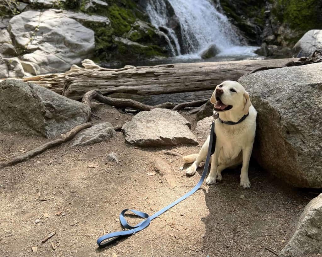 yellow lab sits in front of Whiskeytown Falls