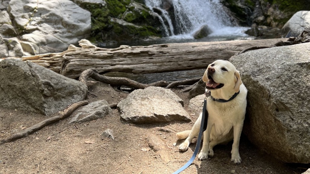 yellow lab sits in front of Whiskeytown Falls