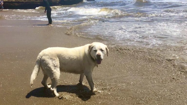 A pure white canine proudly standing on a sun-kissed beach, soft sand sinking beneath its paws, with the rhythmic dance of ocean waves playing in the background. Nearby, a figure strolls leisurely along the water's edge, making this an ideal setting for dog-lovers seeking leisurely activities with their pets. - Dogtrekker