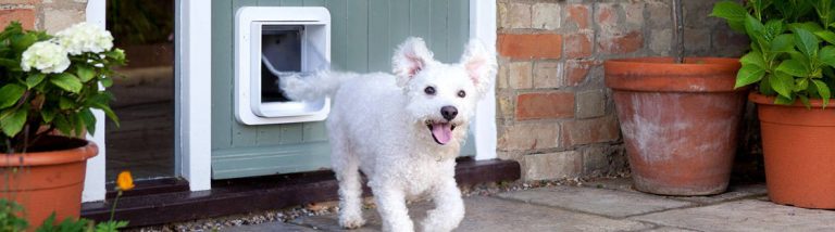 Dog coming through doggie door