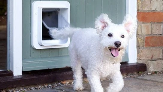 Image from Mendocino coast humane society 2013 on DogTrekker