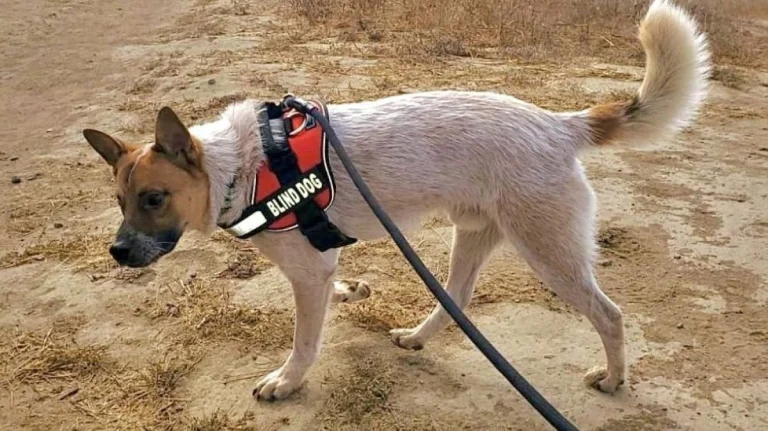 Image from "voluntourism" opportunities at milo on DogTrekker