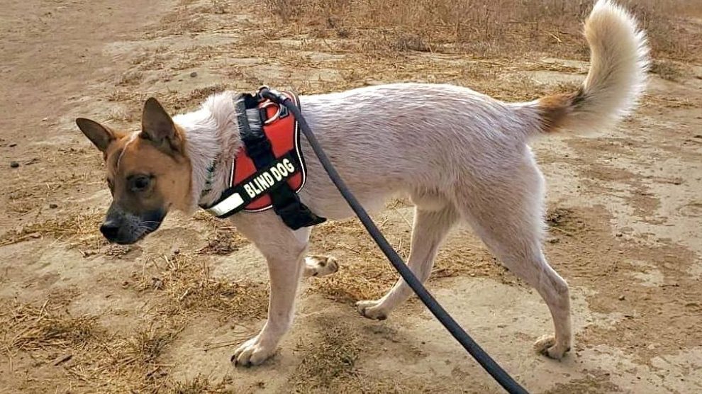 Milo Foundation blind dog