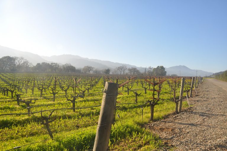 Grapevine in early winter