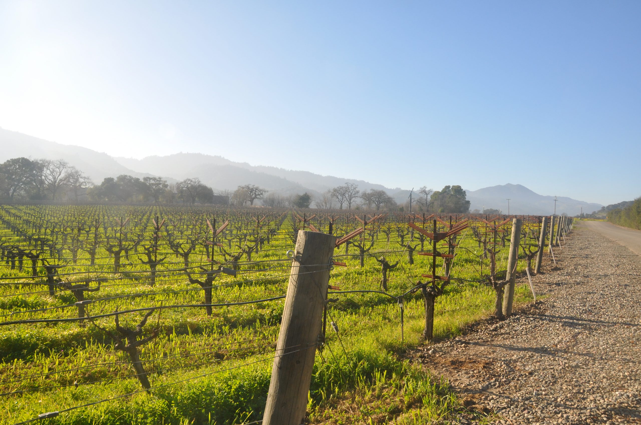 Grapevine in early winter