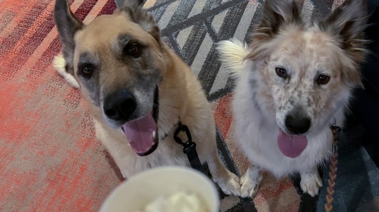 Dogs at Parkside Deli at Tenaya.