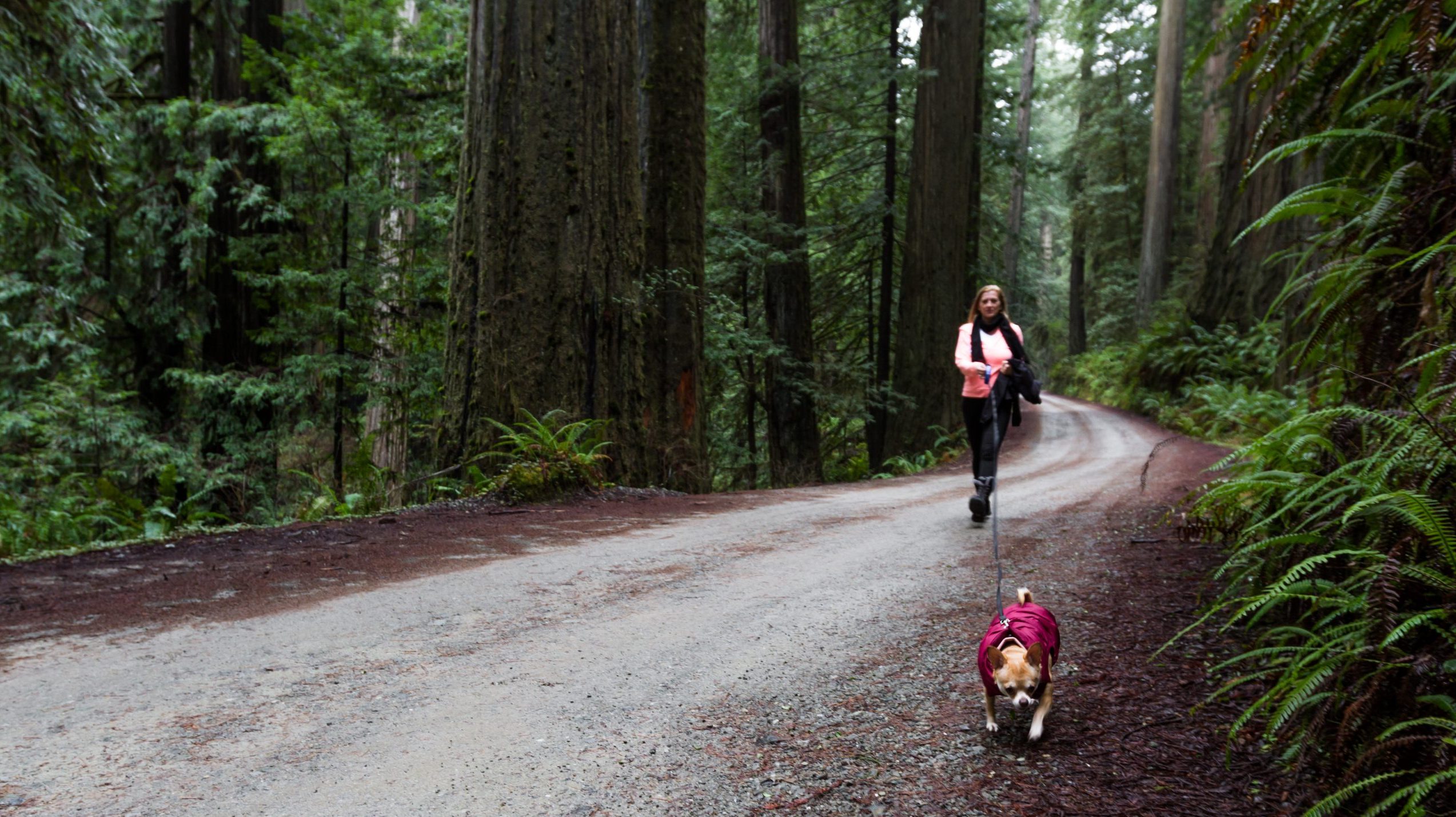 Person walking dogs in redwoods