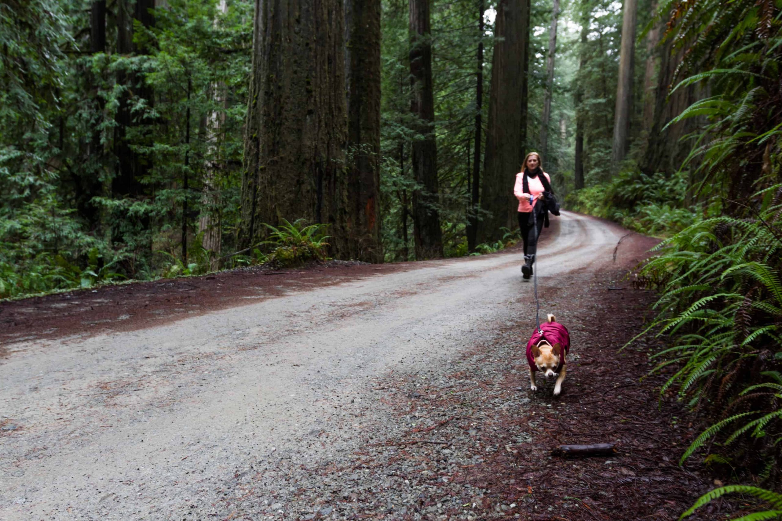Person walking dogs in redwoods