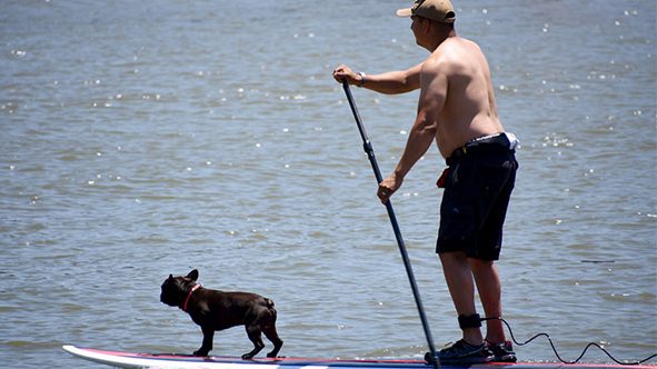 A man in black shorts and a beige cap stands on a paddleboard in Marin, holding a paddle. His small black dog, attached to a leash, walks at the front of the board.