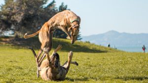 Delight in the sight of two energetic dogs engaging in a lively game at the park on a bright, sunny day. Marvel as one dog exhibits its agility and strength by effortlessly leaping over its playmate, invigorating an afternoon filled with fun and frolic for your furry friend. - Dogtrekker
