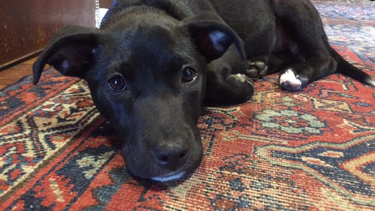 Puppy on rug at Stanford Inn