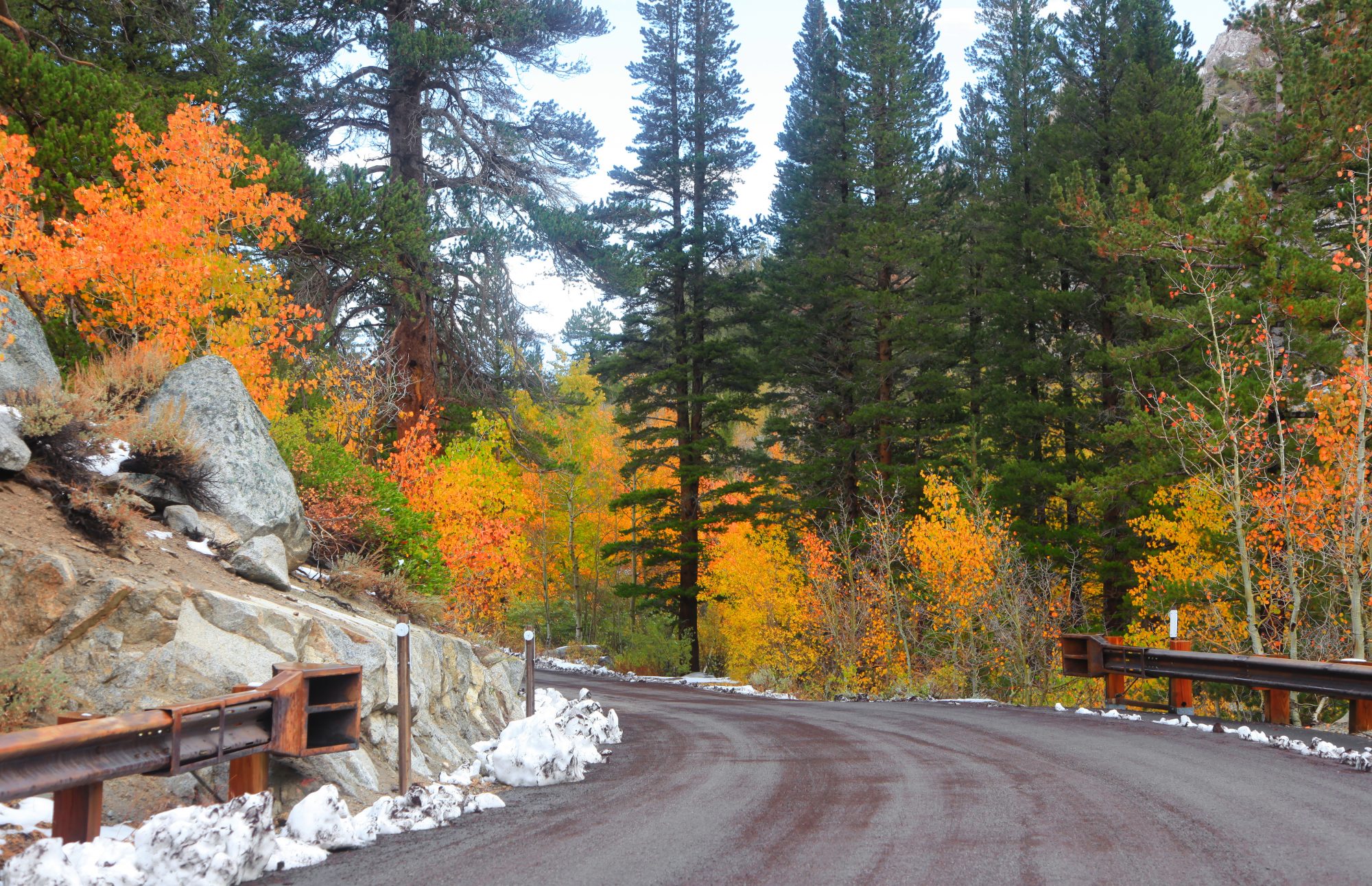 A road curves through a forest where the trees display bright autumn colors in Gold Country.