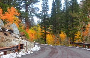 A road curves through a forest where the trees display bright autumn colors in Gold Country.