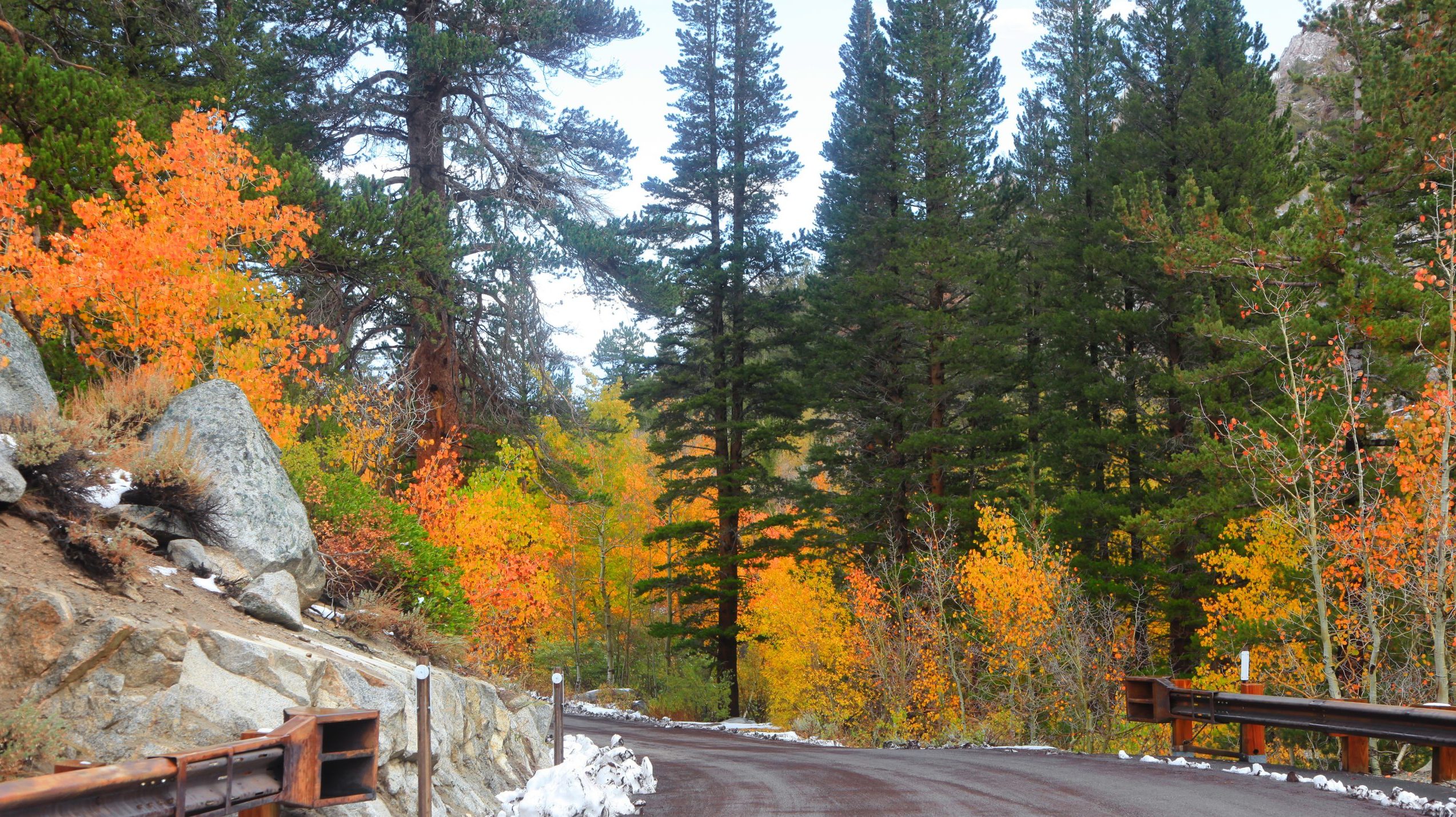 A road curves through a forest where the trees display bright autumn colors in Gold Country.