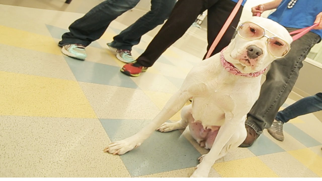 A white dog is seated on a tiled floor, dressed in tinted aviator sunglasses and a pink bandana. Three people stand around the dog, visible only from the waist down, each holding a leash connected to the dog's collar. This joyful scene takes place indoors at East Bay SPCA, highlighting their work since 2015.