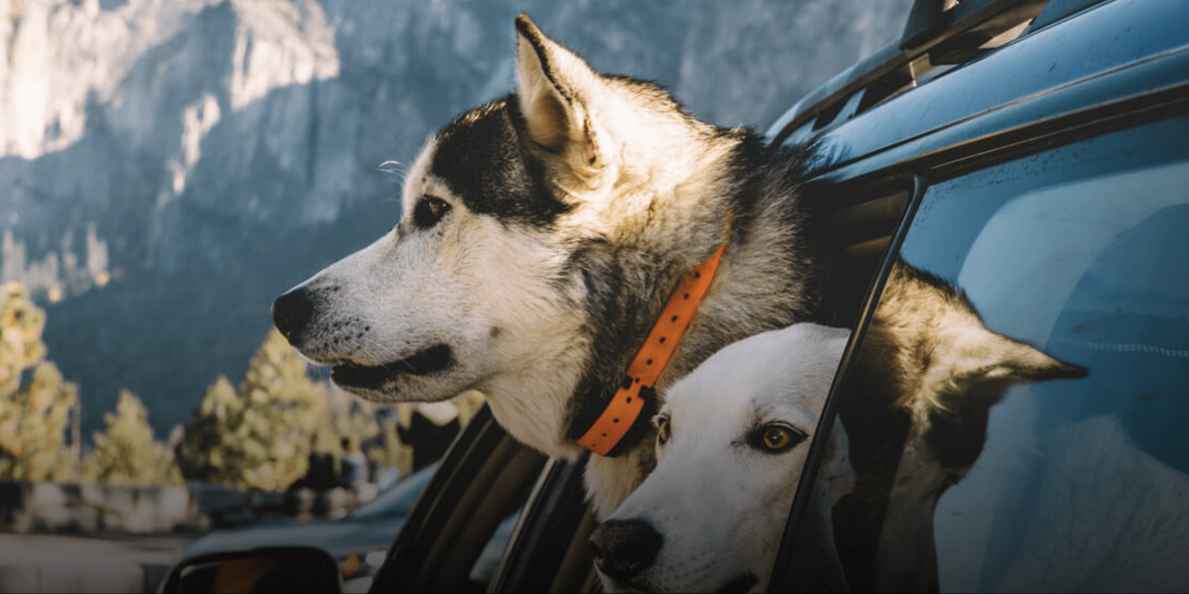Dogs in car near Yosemite