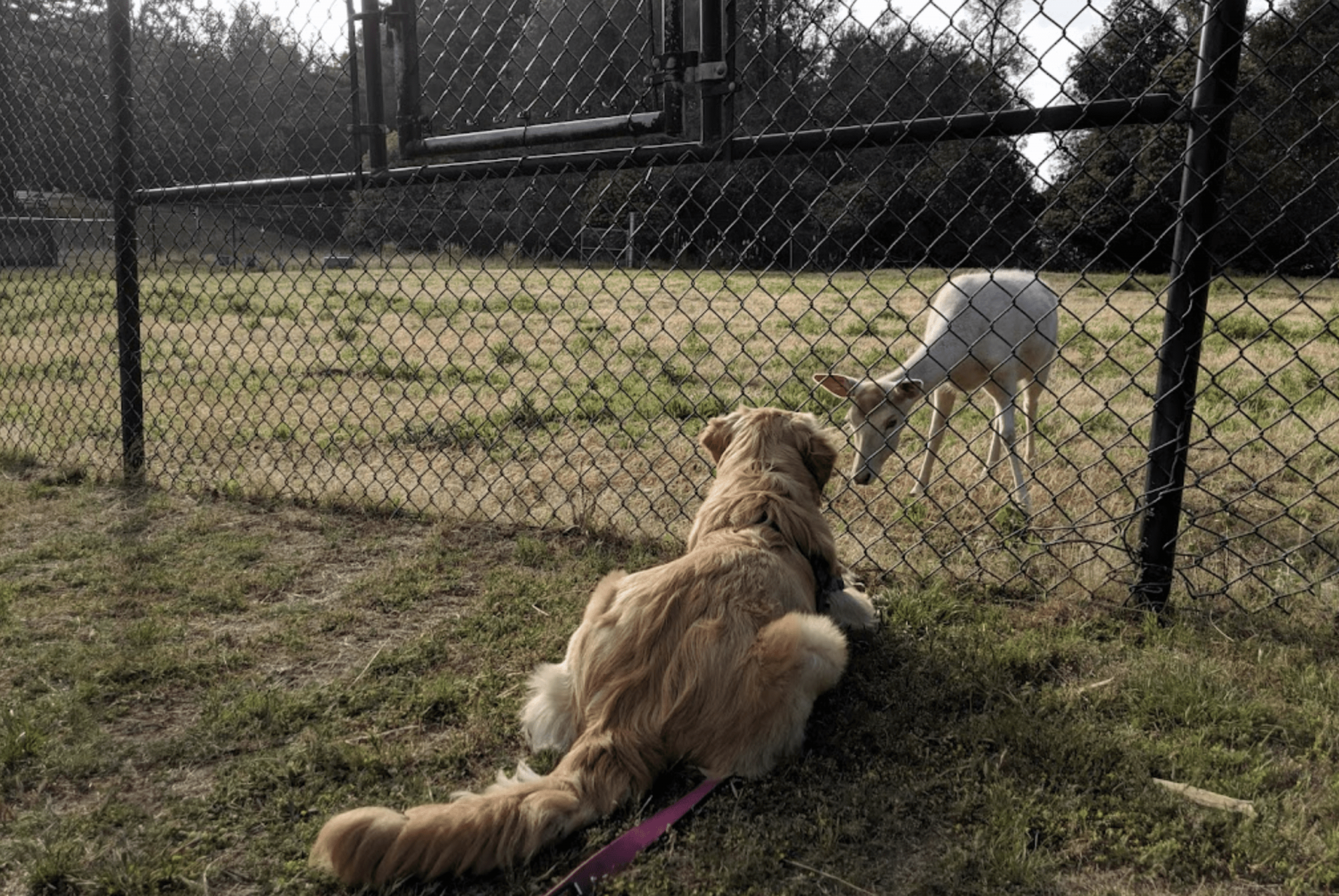 Dog and deer