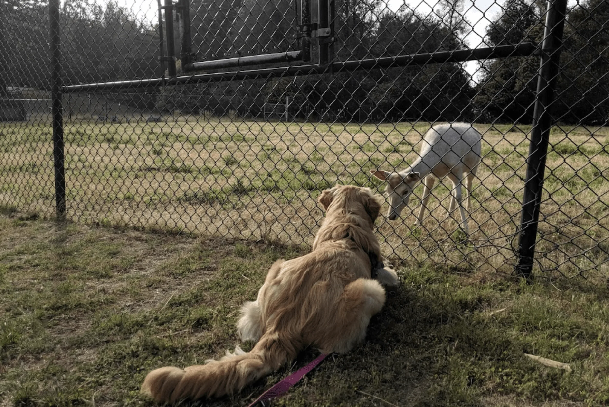 Image from Views galore in Santa Clara County on DogTrekker