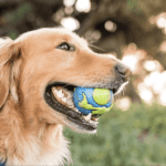 Dog playing with earth tennis ball