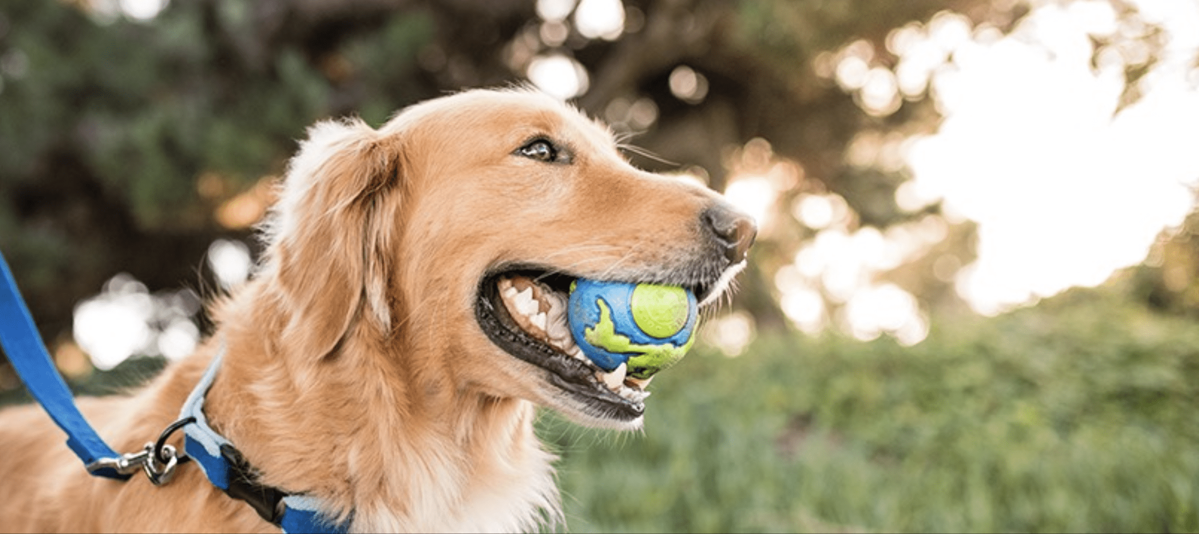 Dog playing with earth tennis ball