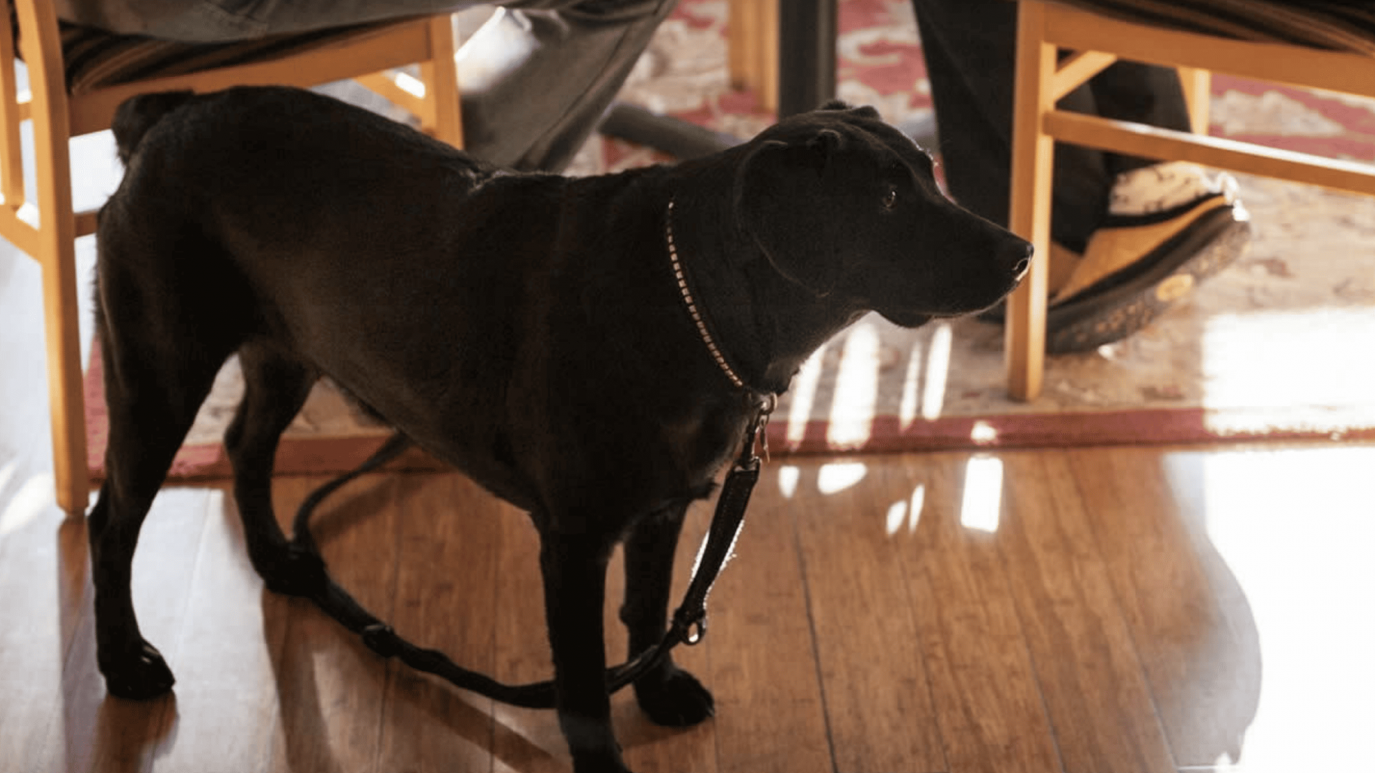 dog on leash next to table and chairs