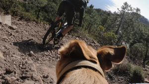 Person bicycling from a dog's point of view wearing a GoPro