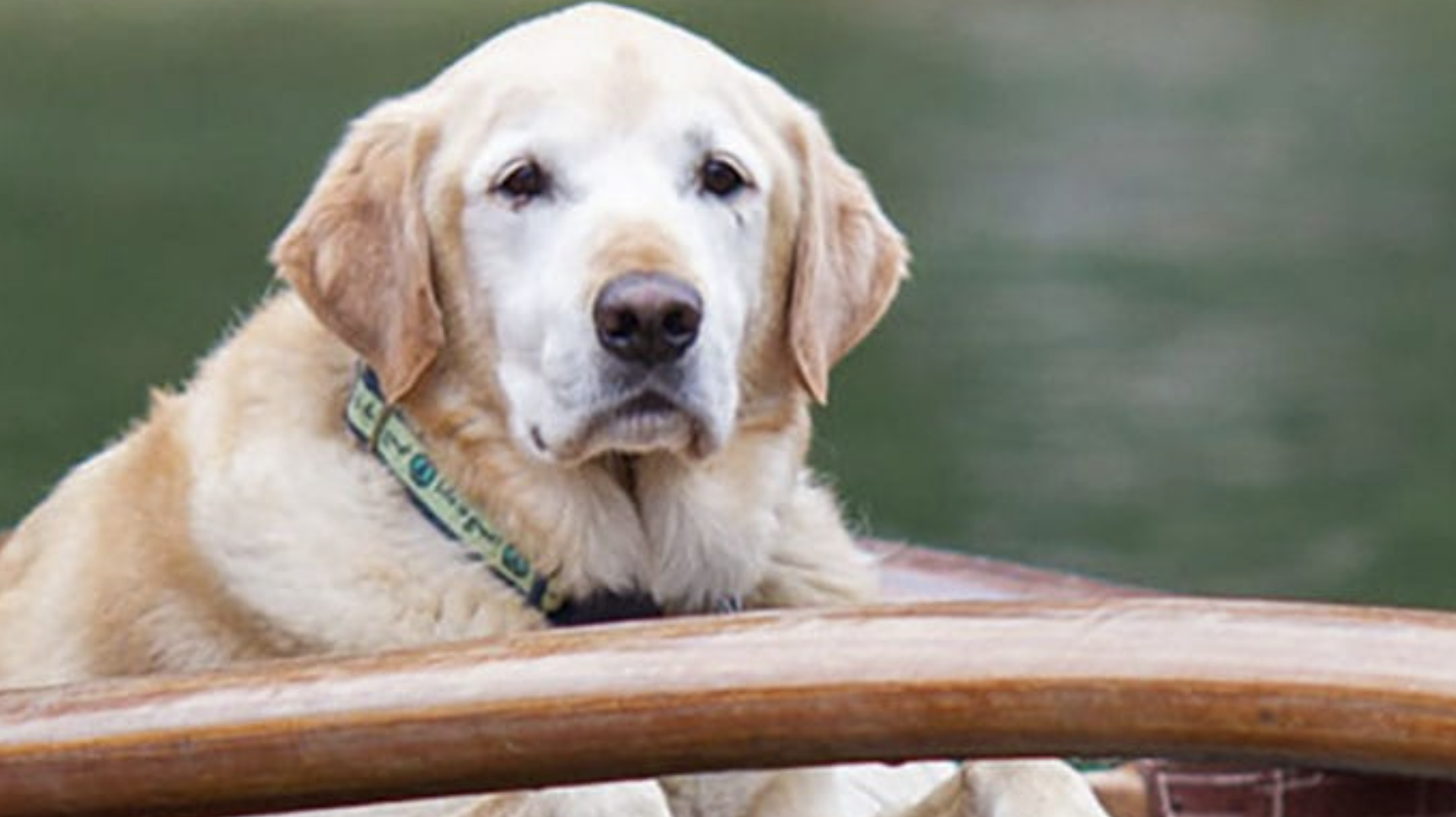 Yellow dog on boat