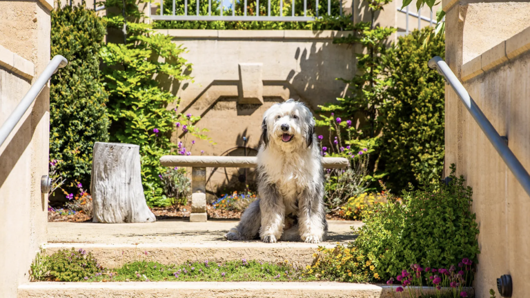 Sheepdog at Noyo Harbor Inn
