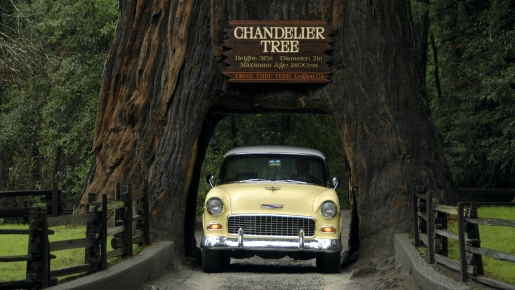Chandelier drive thru tree