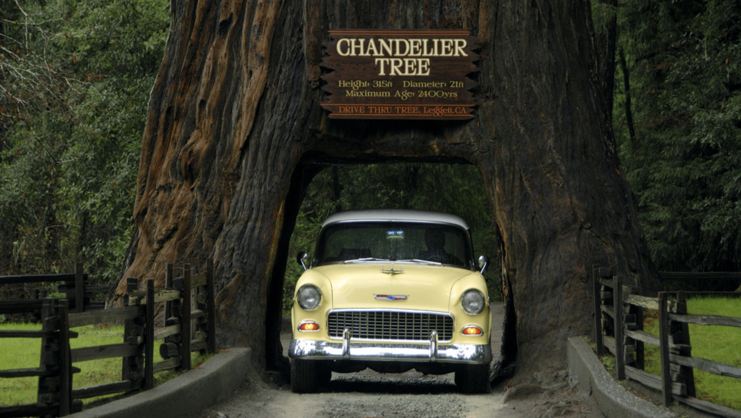 Chandelier drive thru tree