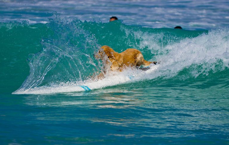 In Santa Cruz, a golden retriever confidently stands on a surfboard, gliding across the wave's surface. Its fur, soaked from the ocean spray, clings to its body as it maintains balance amid the motion of the sea. Around it, droplets scatter in all directions as other surfers appear in soft focus in the distant background.