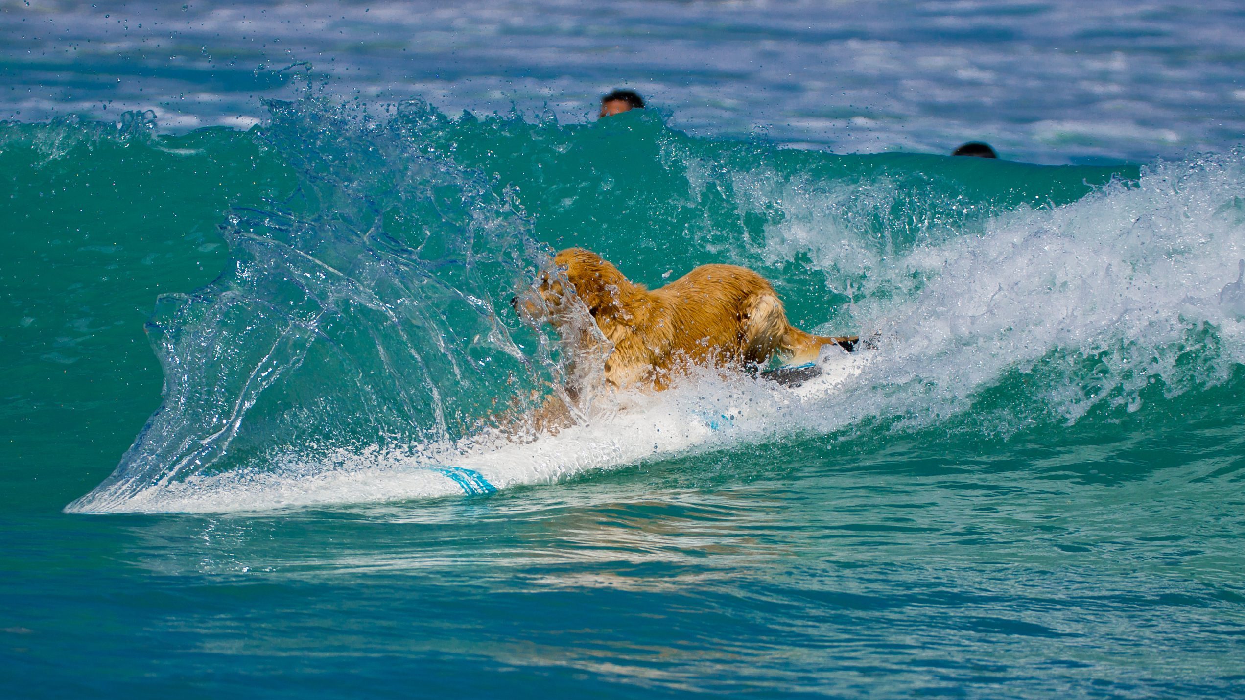 In Santa Cruz, a golden retriever confidently stands on a surfboard, gliding across the wave's surface. Its fur, soaked from the ocean spray, clings to its body as it maintains balance amid the motion of the sea. Around it, droplets scatter in all directions as other surfers appear in soft focus in the distant background.