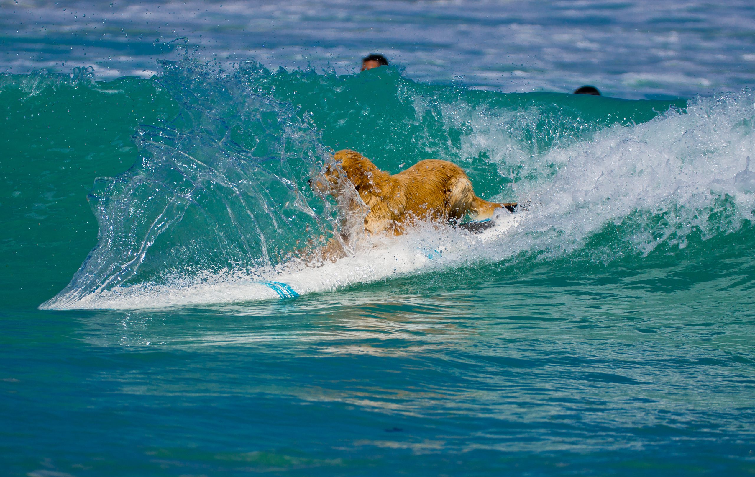 In Santa Cruz, a golden retriever confidently stands on a surfboard, gliding across the wave's surface. Its fur, soaked from the ocean spray, clings to its body as it maintains balance amid the motion of the sea. Around it, droplets scatter in all directions as other surfers appear in soft focus in the distant background.