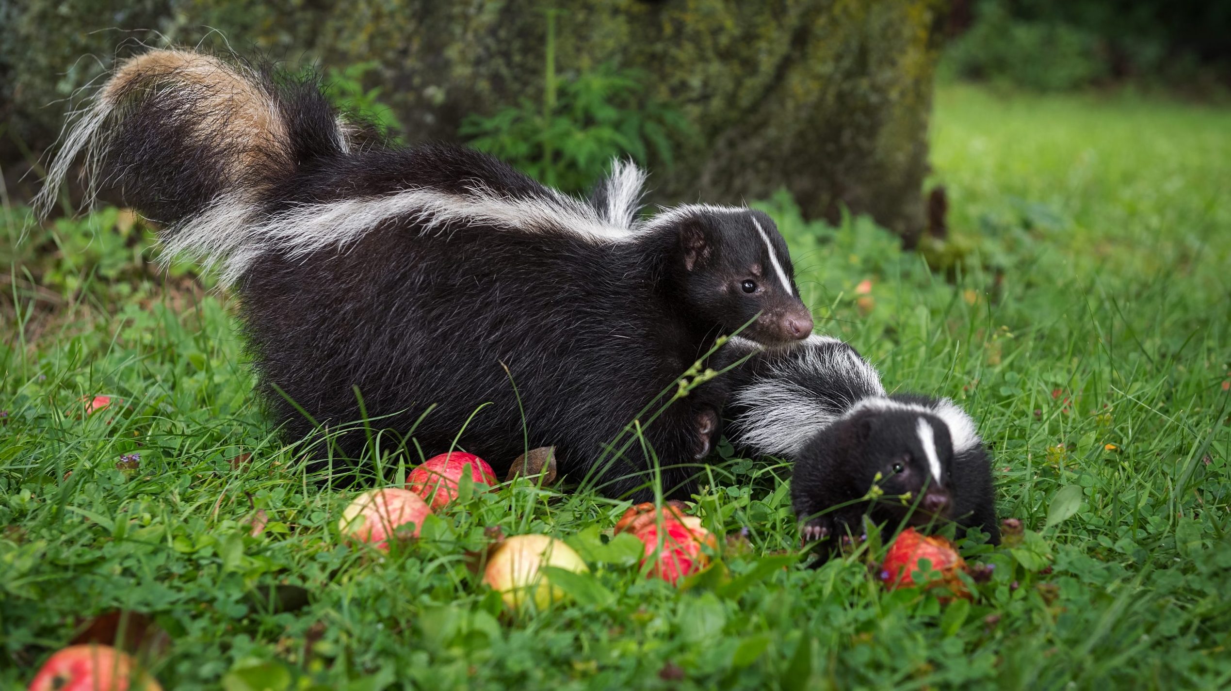 Skunk and baby skunk on lawn with apples