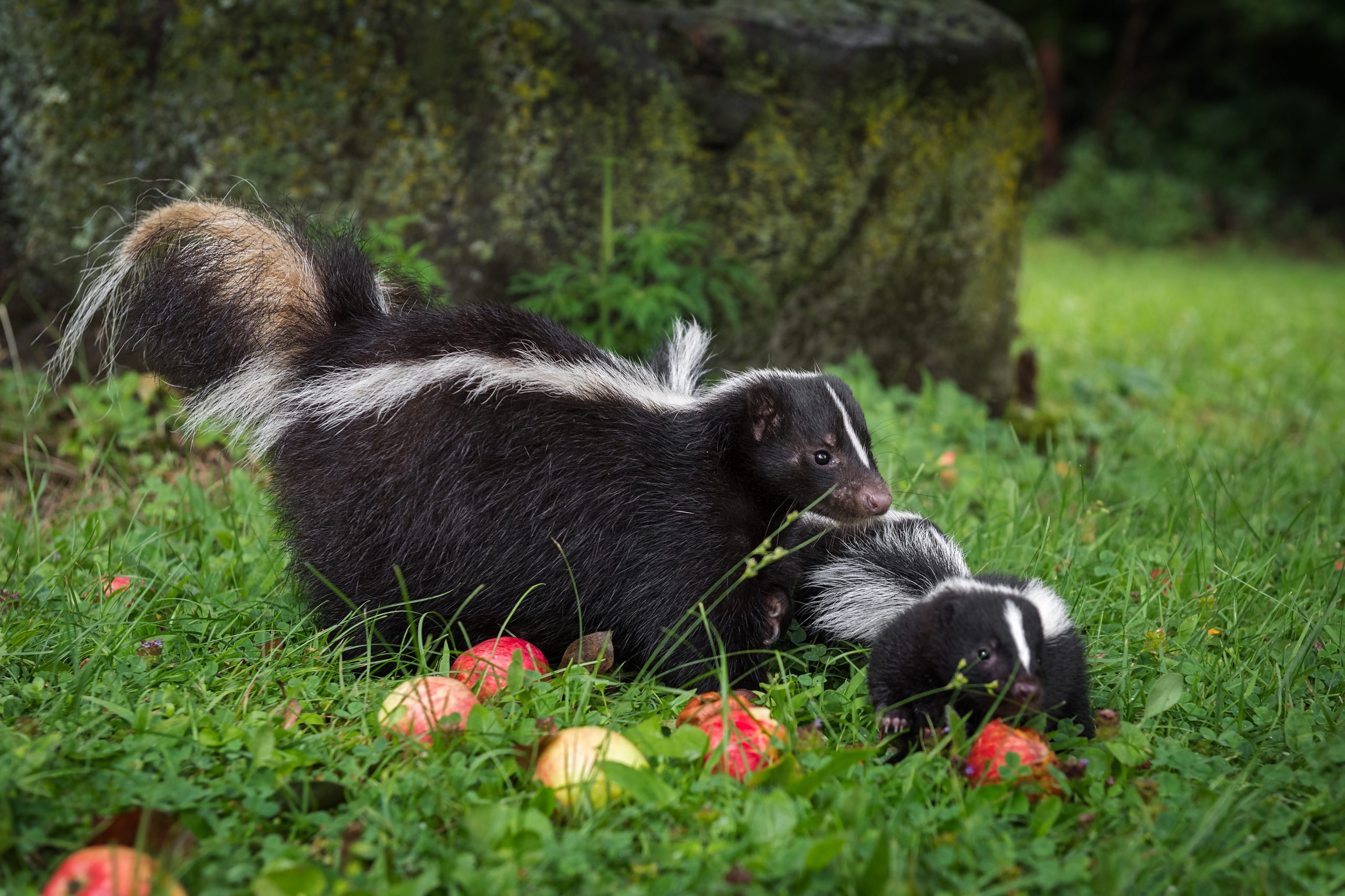 Skunk and baby skunk on lawn with apples