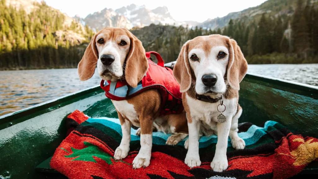 two beagles in rowboat with Sierra Buttes behind