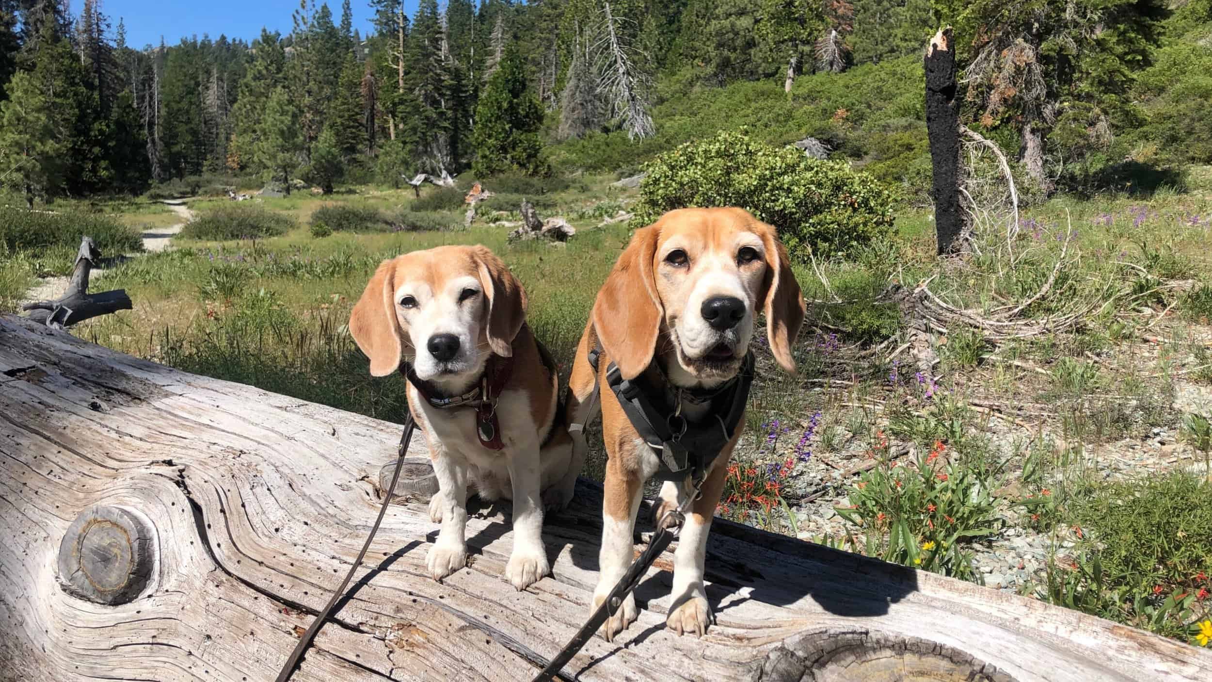 2 beagles on log in sierra meadow
