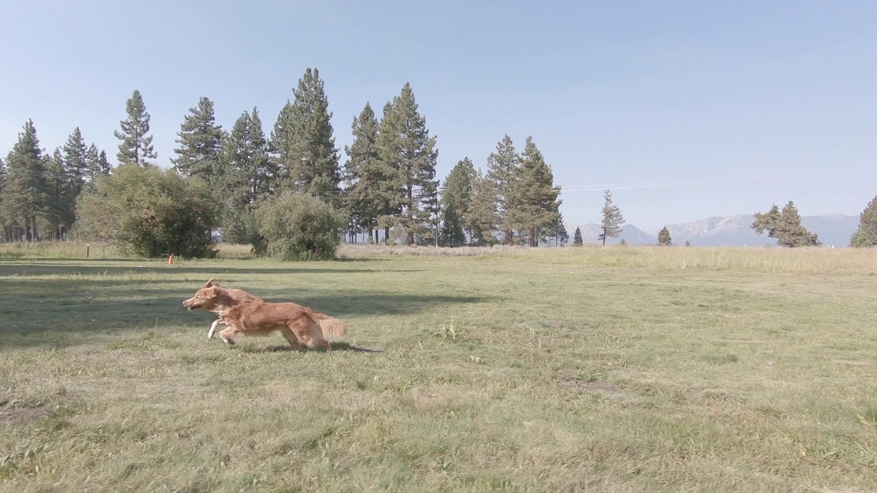 A brown dog runs across a wide grassy field on a clear, sunny day. Tall evergreen trees stand in the background, with mountains faintly visible under the blue sky. Sign up early to secure this peaceful experience.