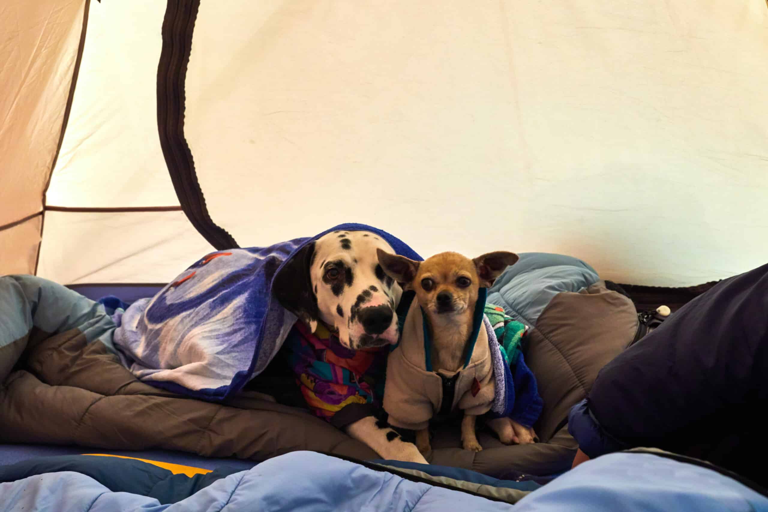 Two dogs in a tent