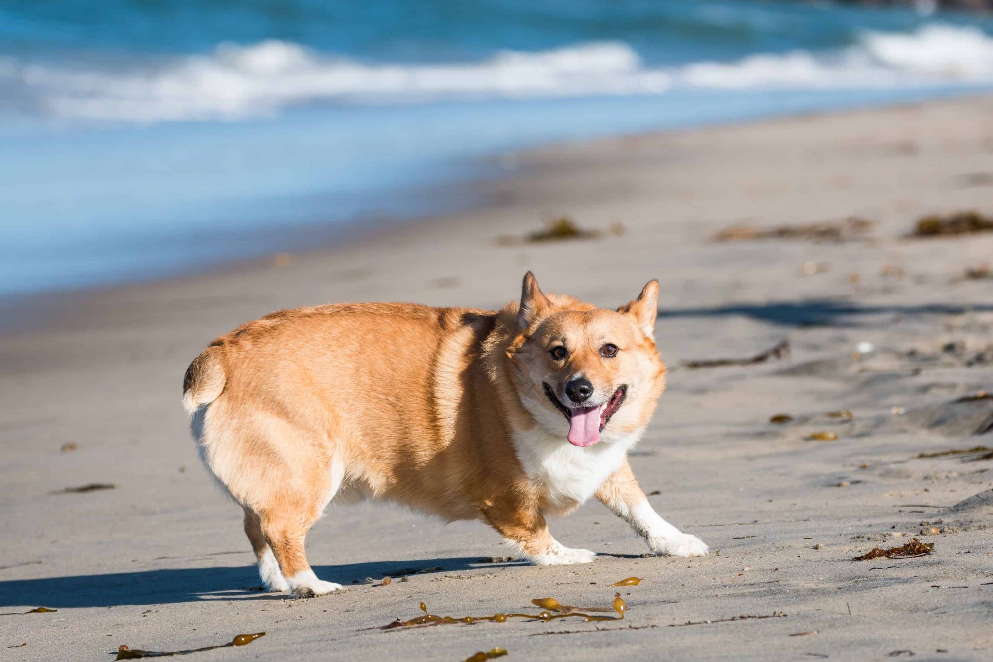 Penbroke Corgi on beach