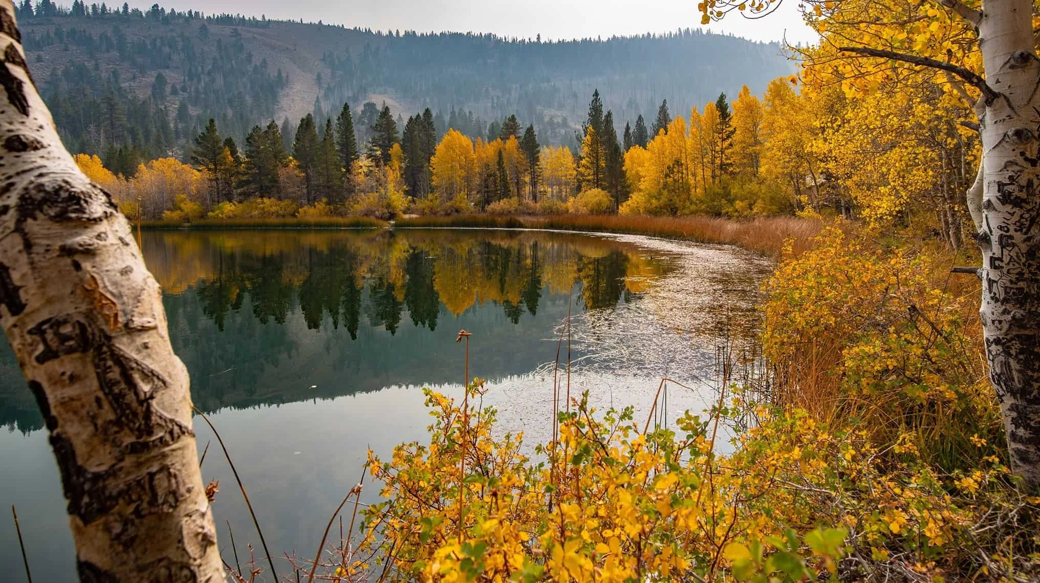 Image from Mammoth views on DogTrekker