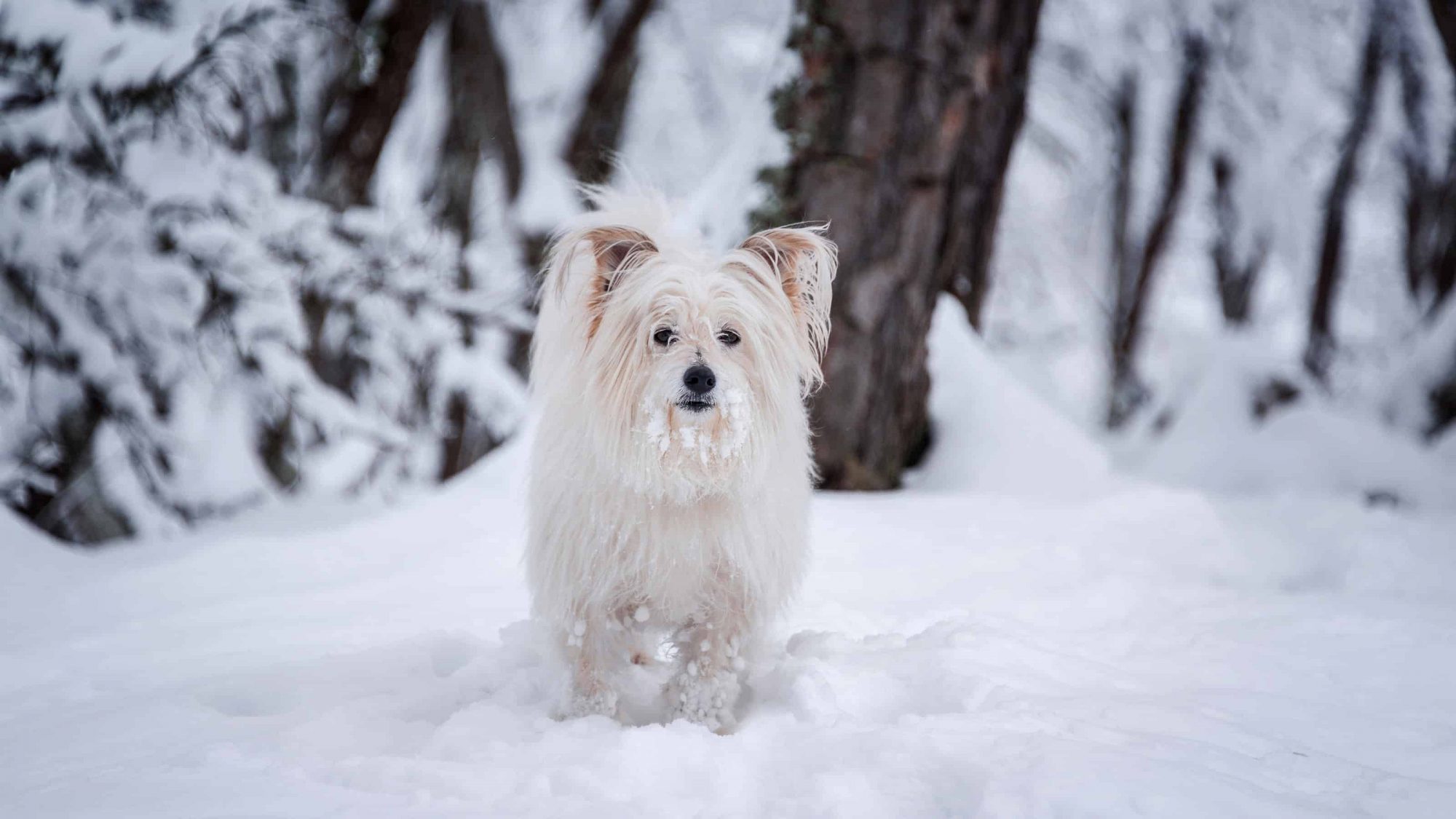 A white dog hiking in Tahoe.