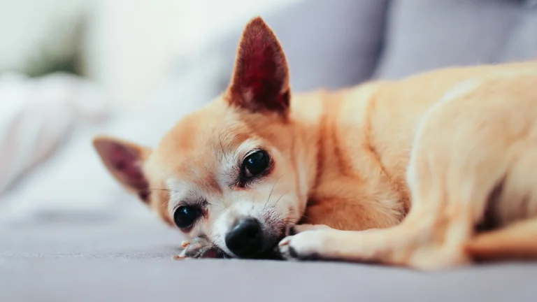 Image from Saving Senior Dogs Week on DogTrekker