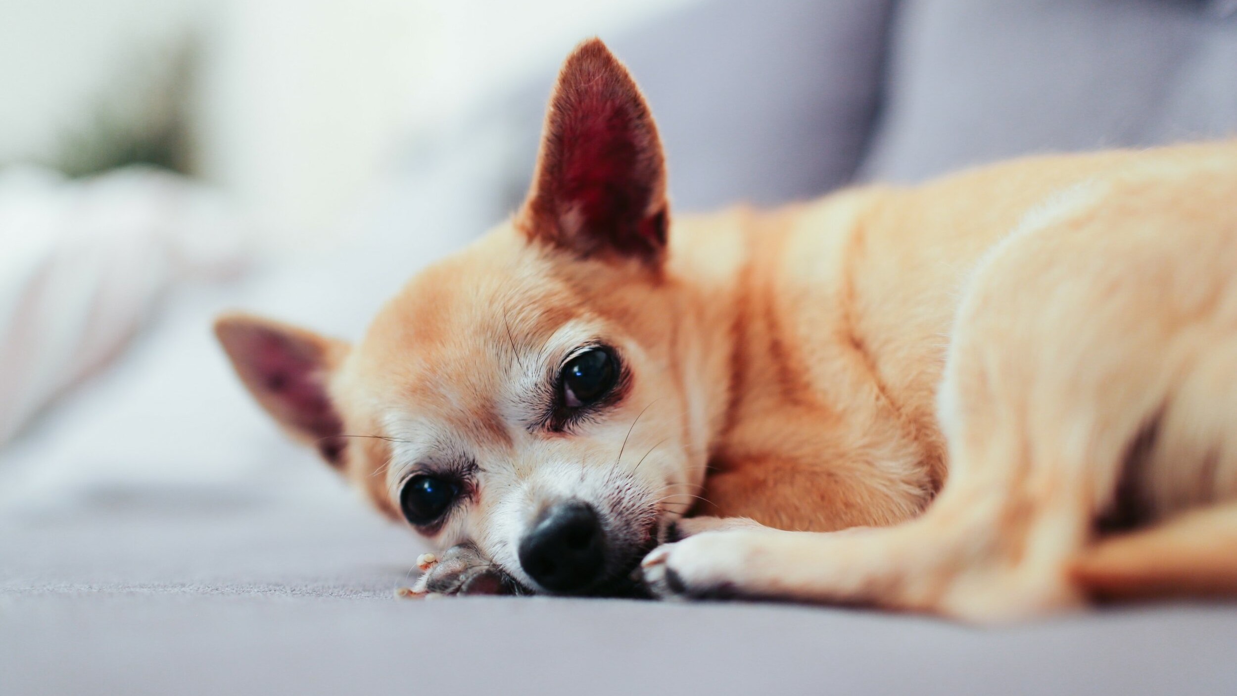 Chihuahua lies on sofa