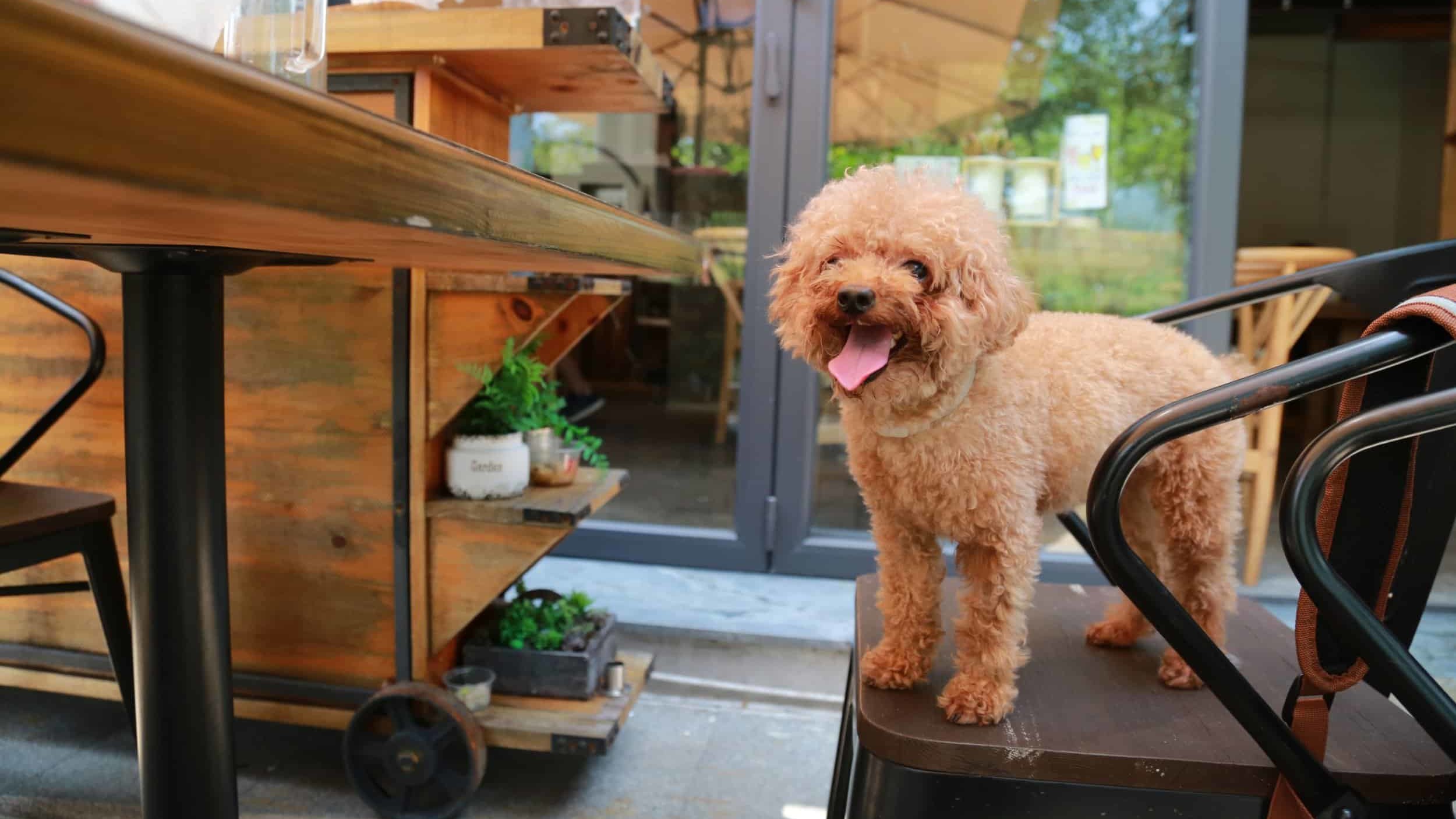 dog standing on chair in front of table on restaurant patio