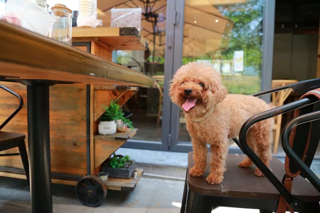 poodle mix on chair outside restaurant