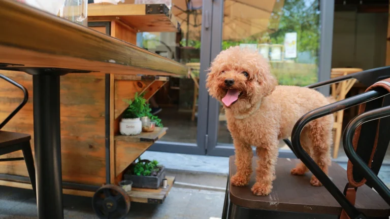 Image from Sacramento's dog-friendly outdoor dining scene on DogTrekker